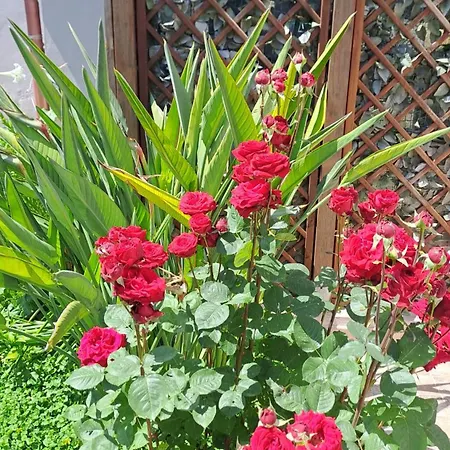 Bed & Breakfast Il Giardinetto