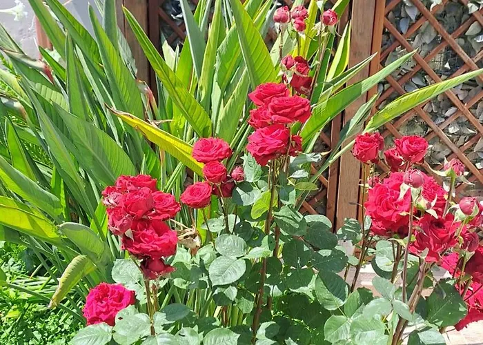 Nocleg ze śniadaniem Il Giardinetto